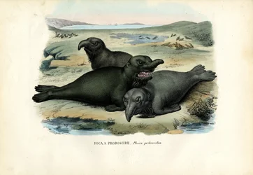 Foca elefante meridionale, 1863-79